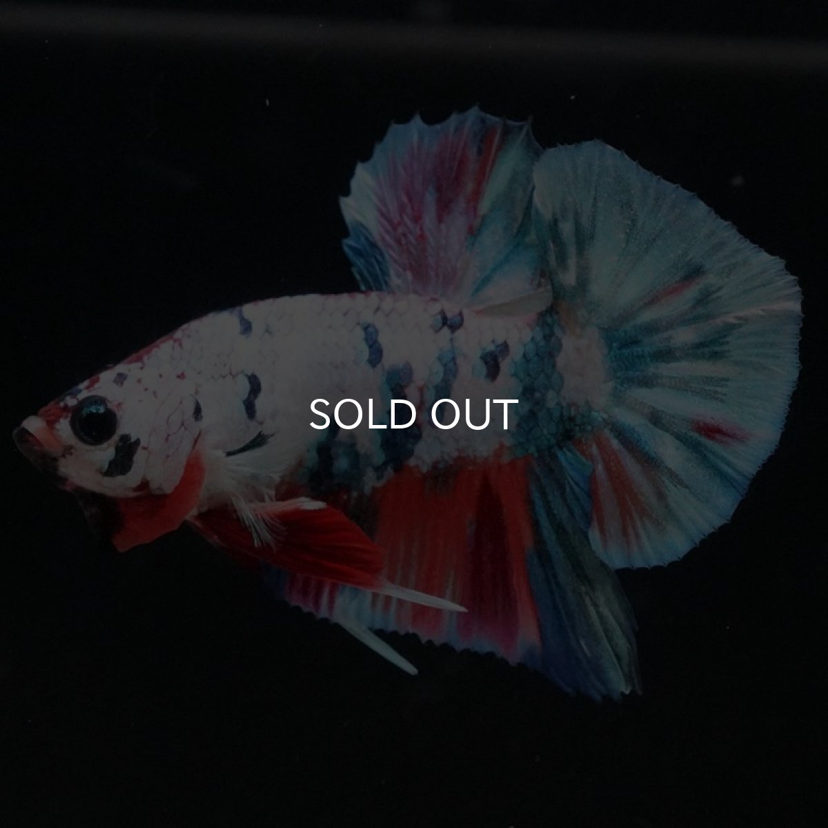 画像6: HMPK キャンディレインボー (6)