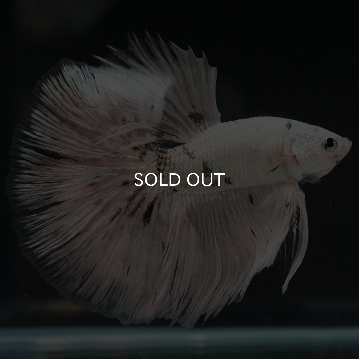 画像7: HM ホワイトカッパー (7)