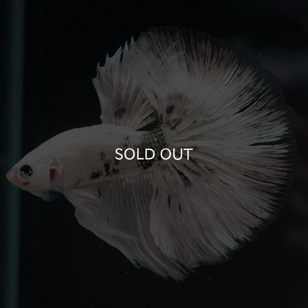 画像6: HM ホワイトカッパー (6)