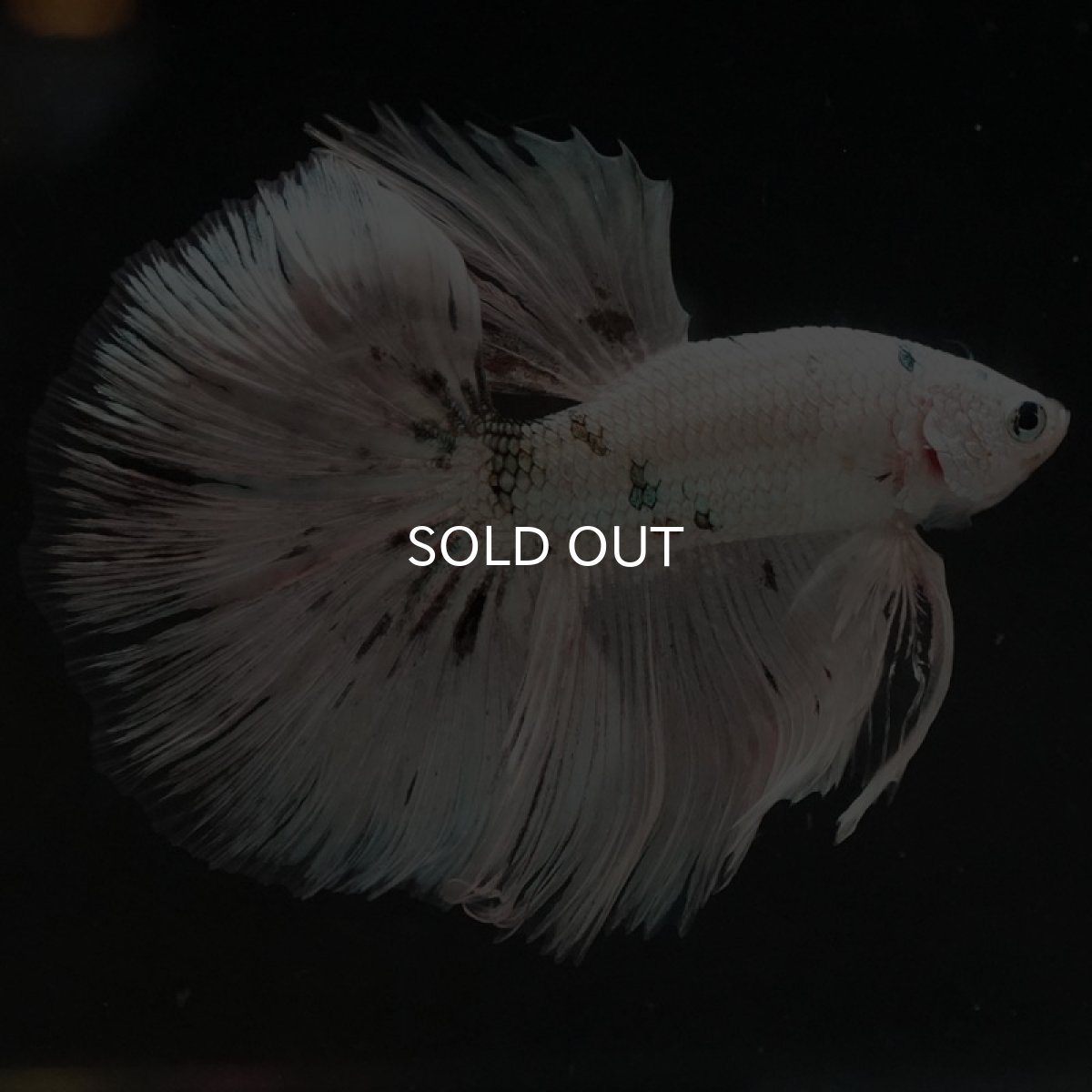 画像5: HM ホワイトカッパー (5)