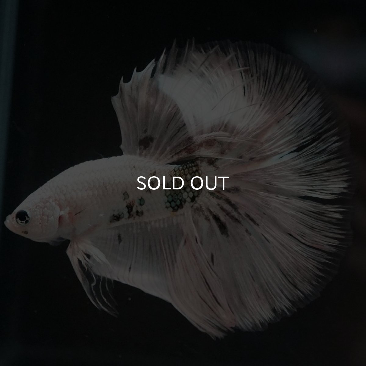 画像4: HM ホワイトカッパー (4)