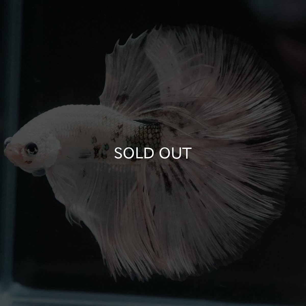 画像2: HM ホワイトカッパー (2)