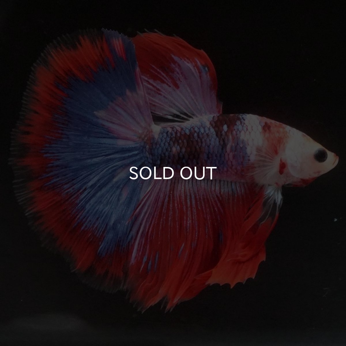 画像5: HM ファンシーレッド (5)