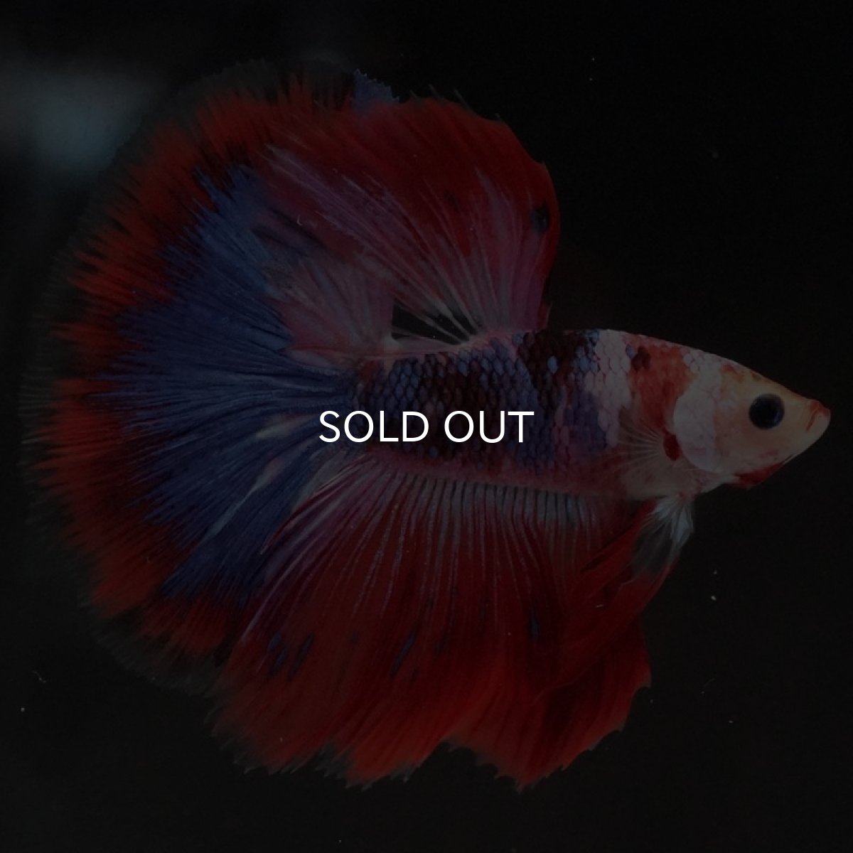 画像8: HM ファンシーレッド (8)