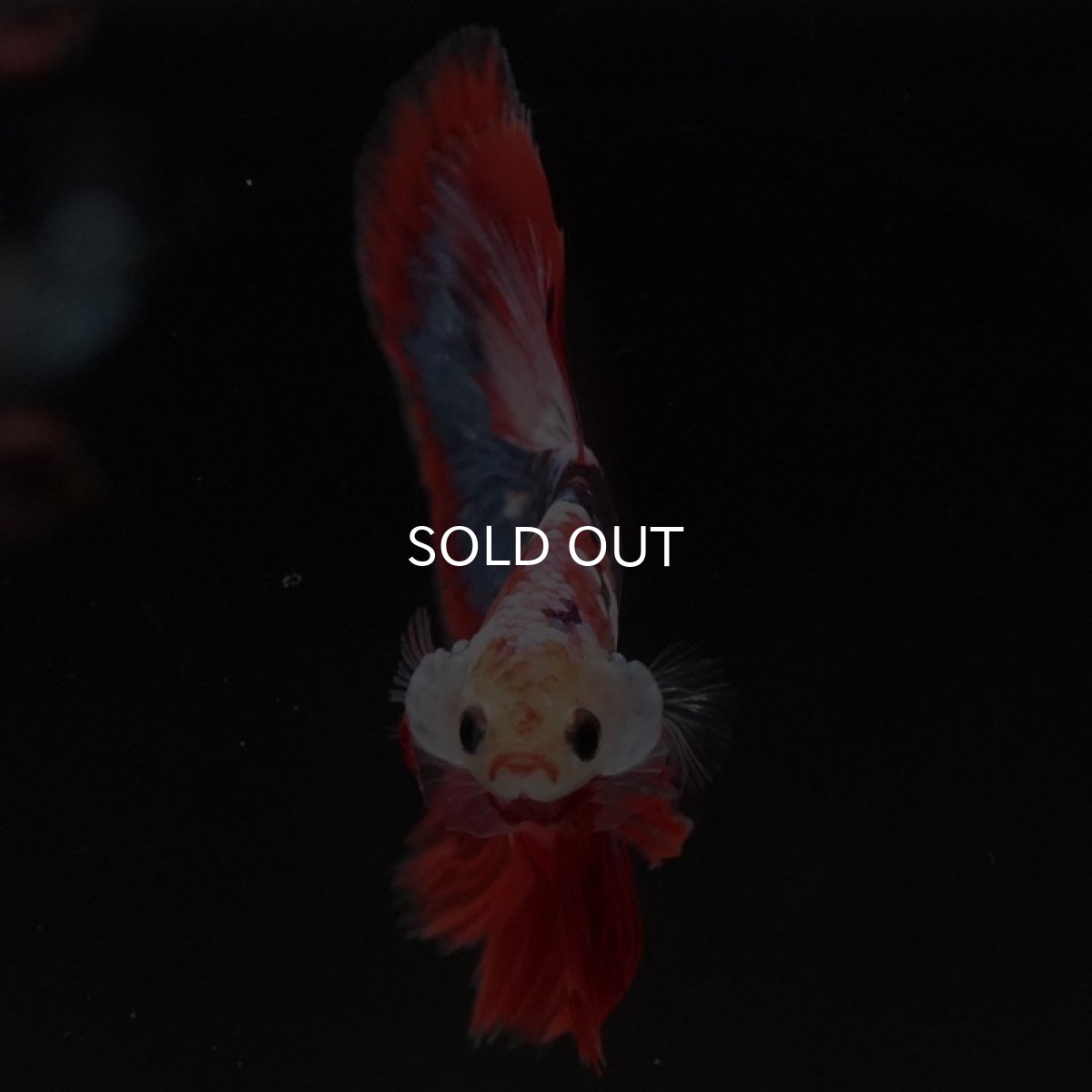 画像9: HM ファンシーレッド (9)