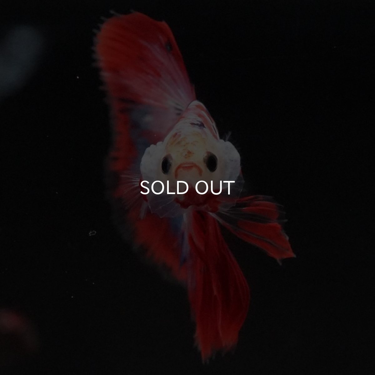 画像3: HM ファンシーレッド (3)