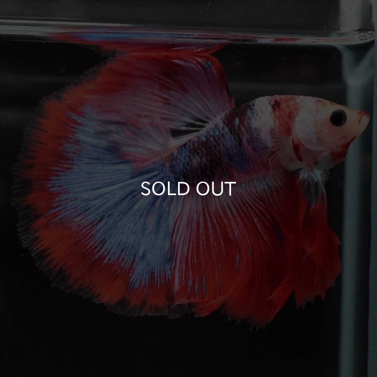 画像7: HM ファンシーレッド (7)