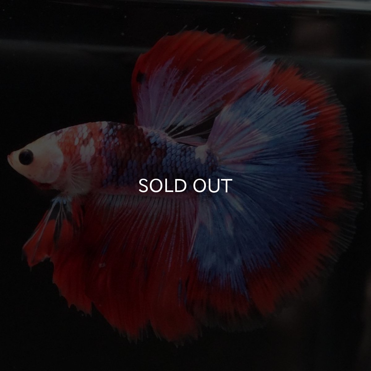 画像6: HM ファンシーレッド (6)