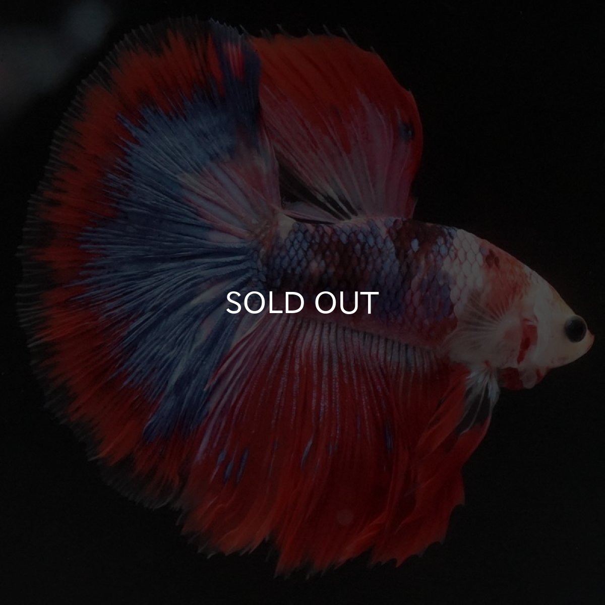 画像2: HM ファンシーレッド (2)