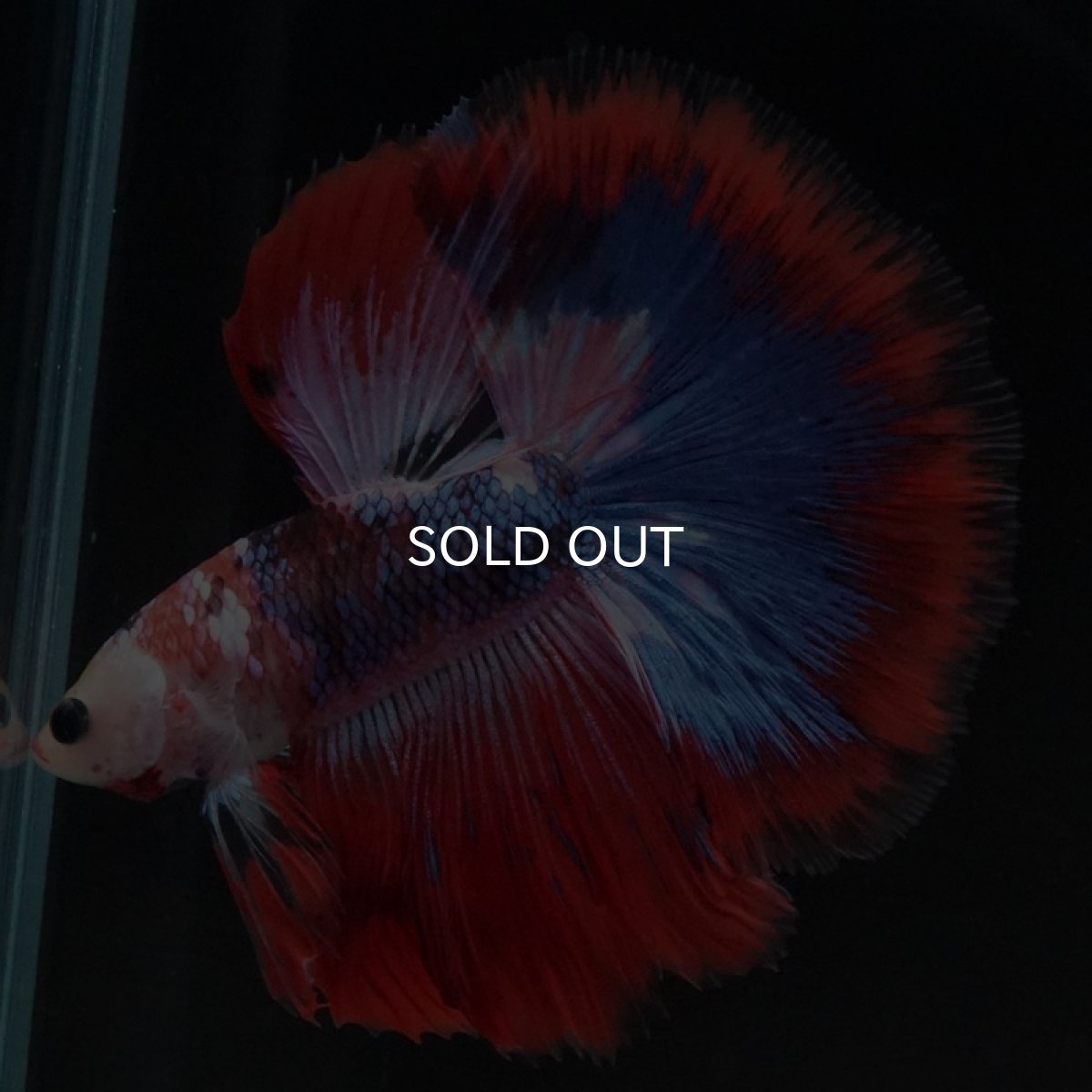 画像4: HM ファンシーレッド (4)