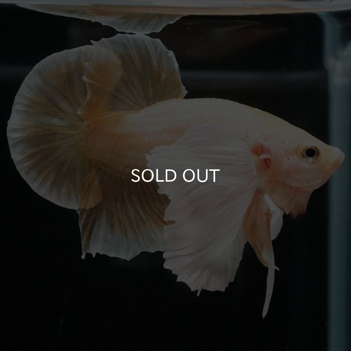 画像13: HMPK イエローゴールドダンボ (13)