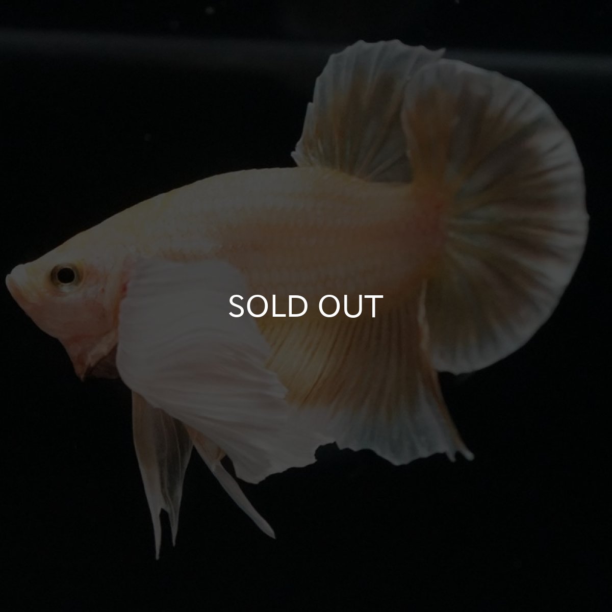 画像12: HMPK イエローゴールドダンボ (12)