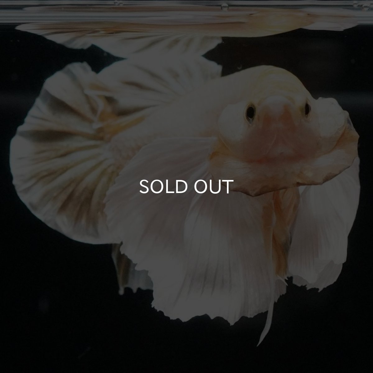 画像11: HMPK イエローゴールドダンボ (11)