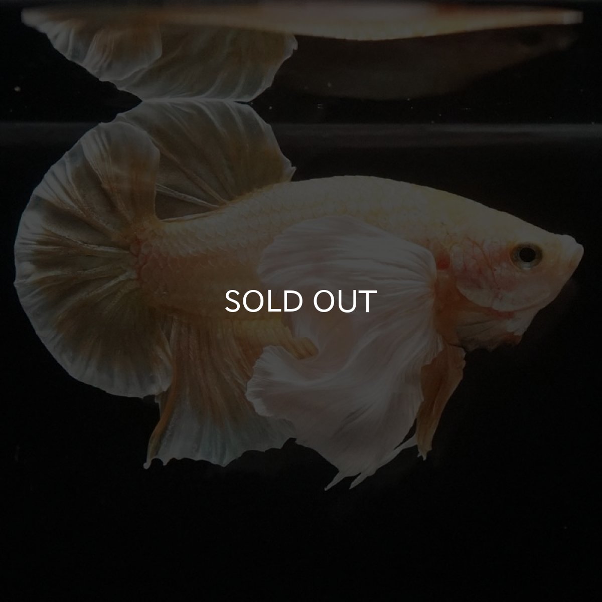 画像10: HMPK イエローゴールドダンボ (10)