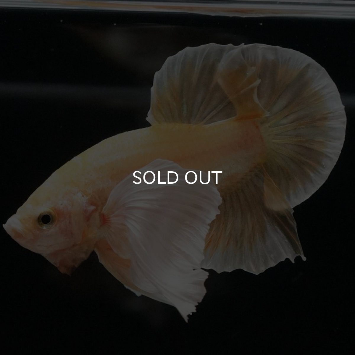 画像4: HMPK イエローゴールドダンボ (4)