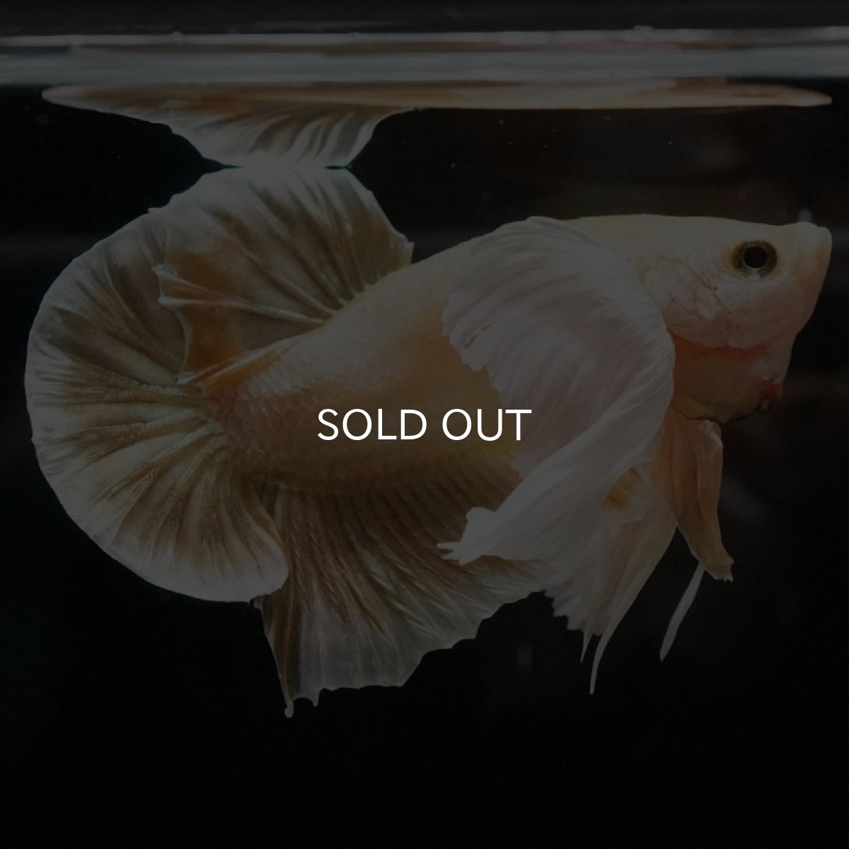 画像9: HMPK イエローゴールドダンボ (9)