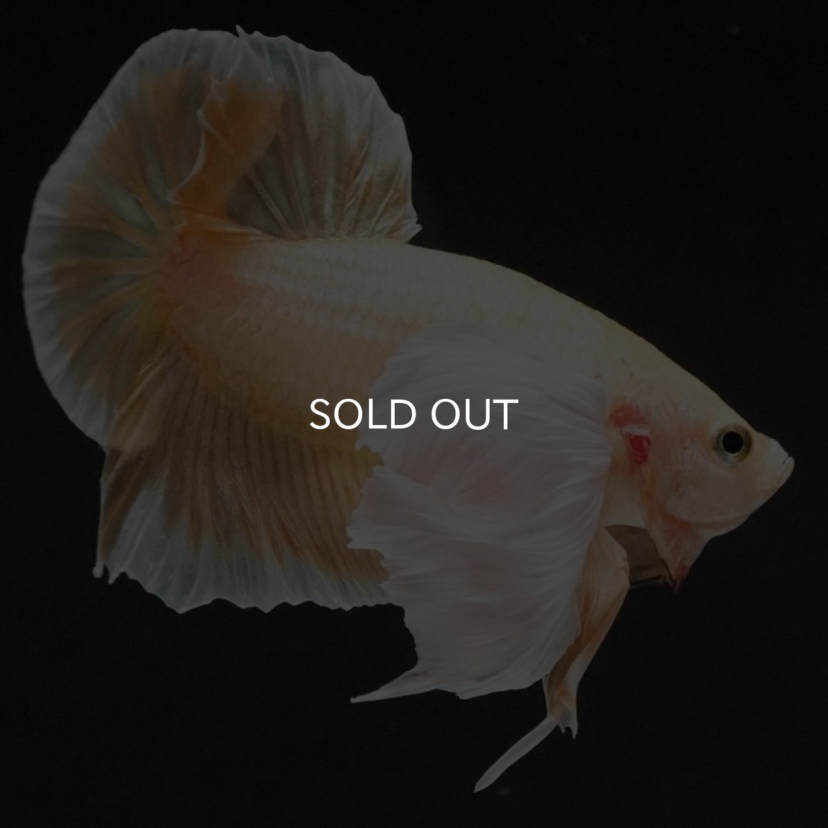 画像2: HMPK イエローゴールドダンボ (2)