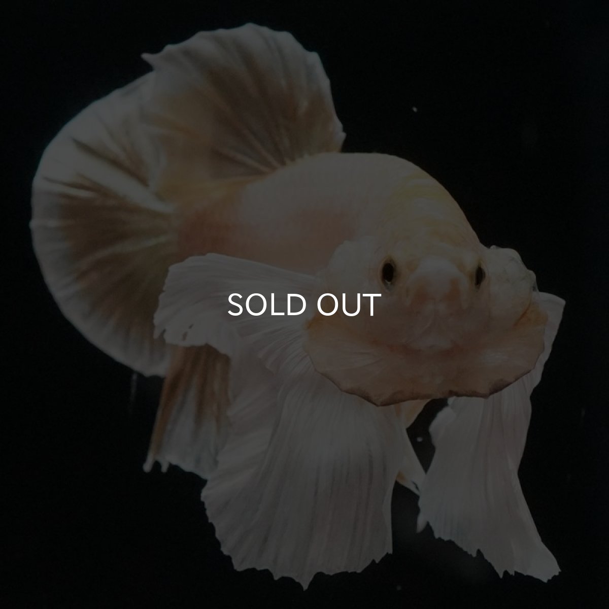 画像3: HMPK イエローゴールドダンボ (3)