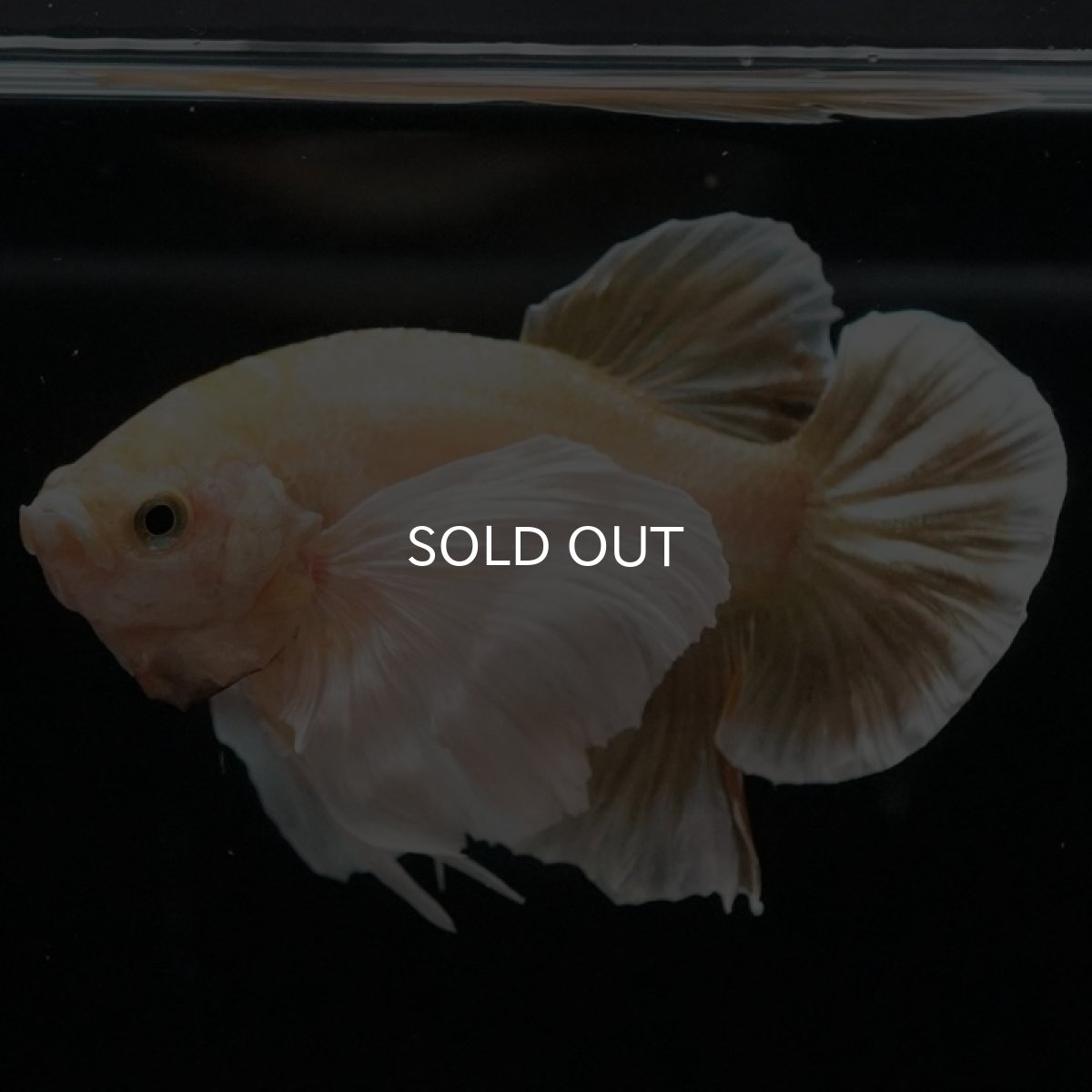 画像8: HMPK イエローゴールドダンボ (8)