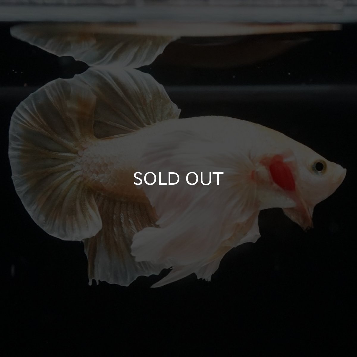 画像5: HMPK イエローゴールドダンボ (5)