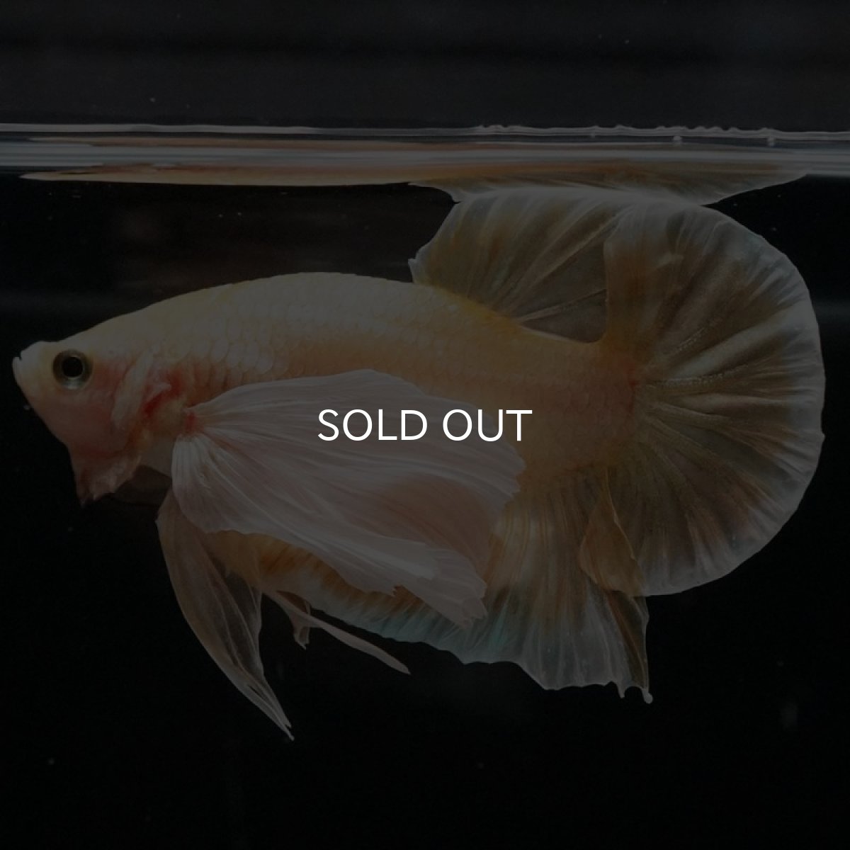 画像7: HMPK イエローゴールドダンボ (7)