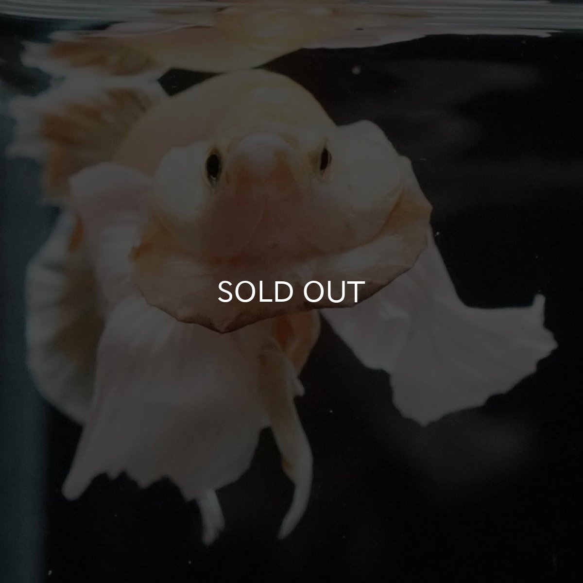 画像6: HMPK イエローゴールドダンボ (6)