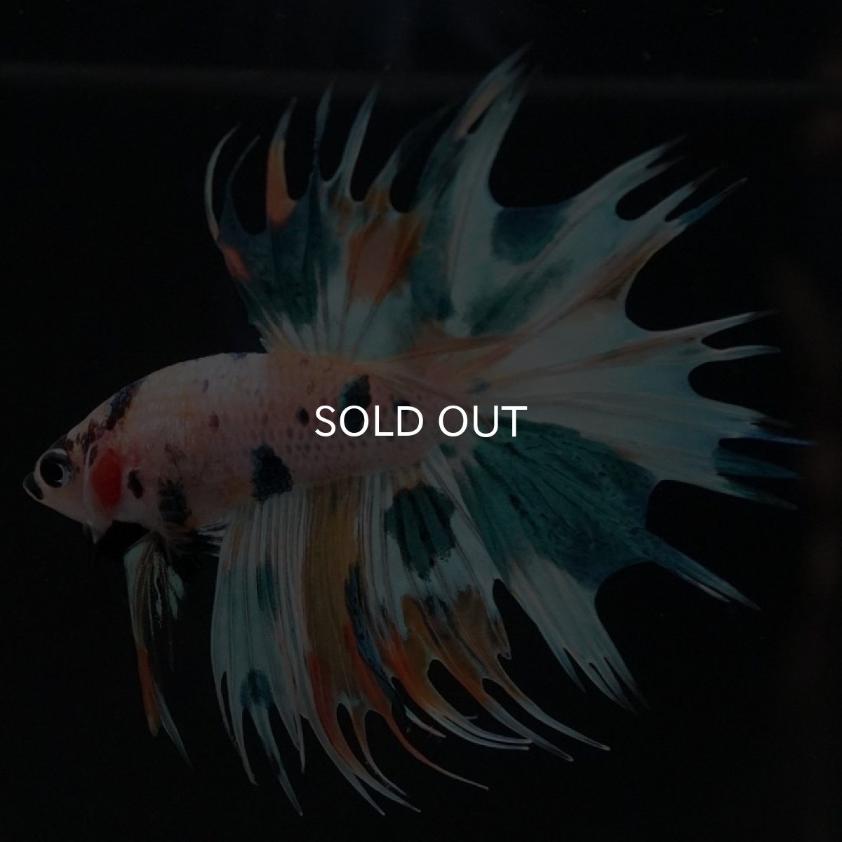 画像2: CT ホワイトファンシー (2)