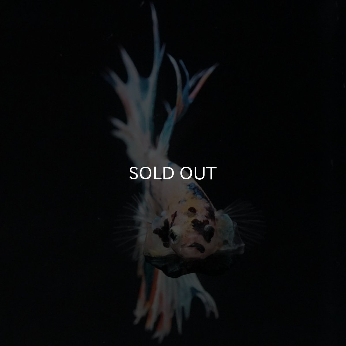 画像3: CT ホワイトファンシー (3)