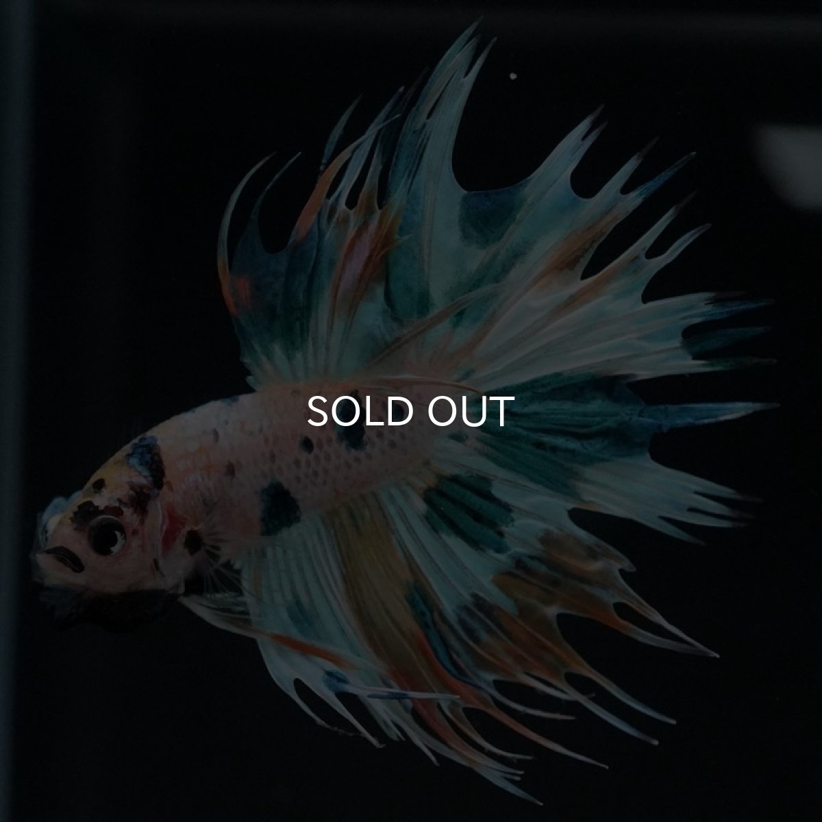 画像10: CT ホワイトファンシー (10)