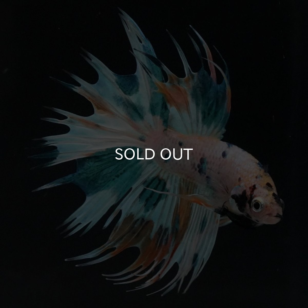 画像8: CT ホワイトファンシー (8)