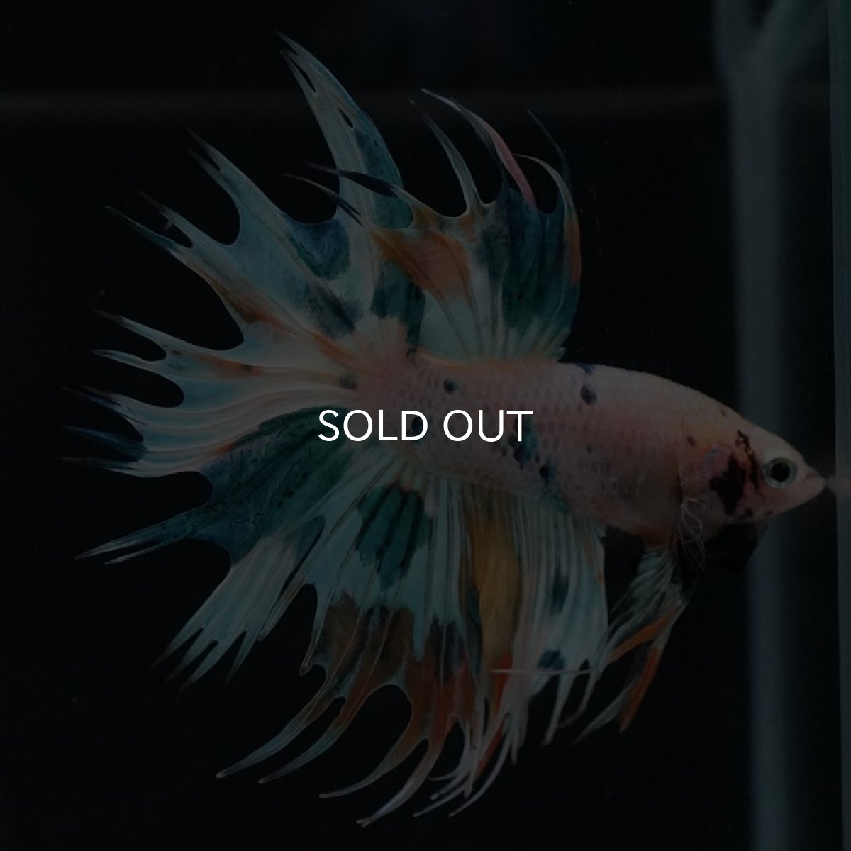 画像6: CT ホワイトファンシー (6)