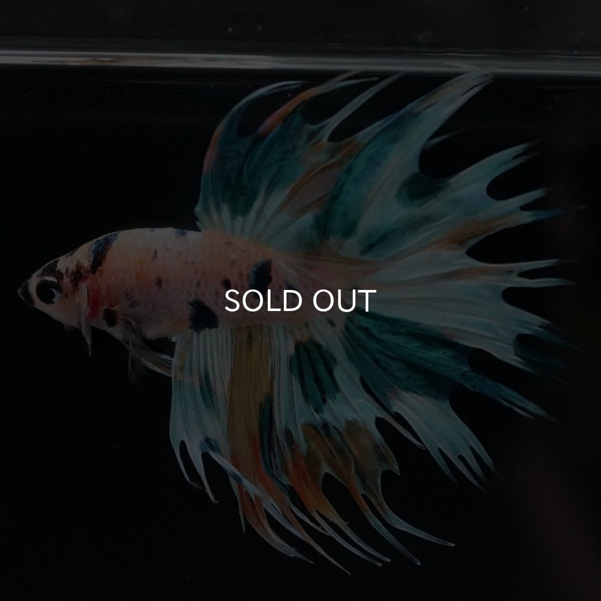 画像9: CT ホワイトファンシー (9)