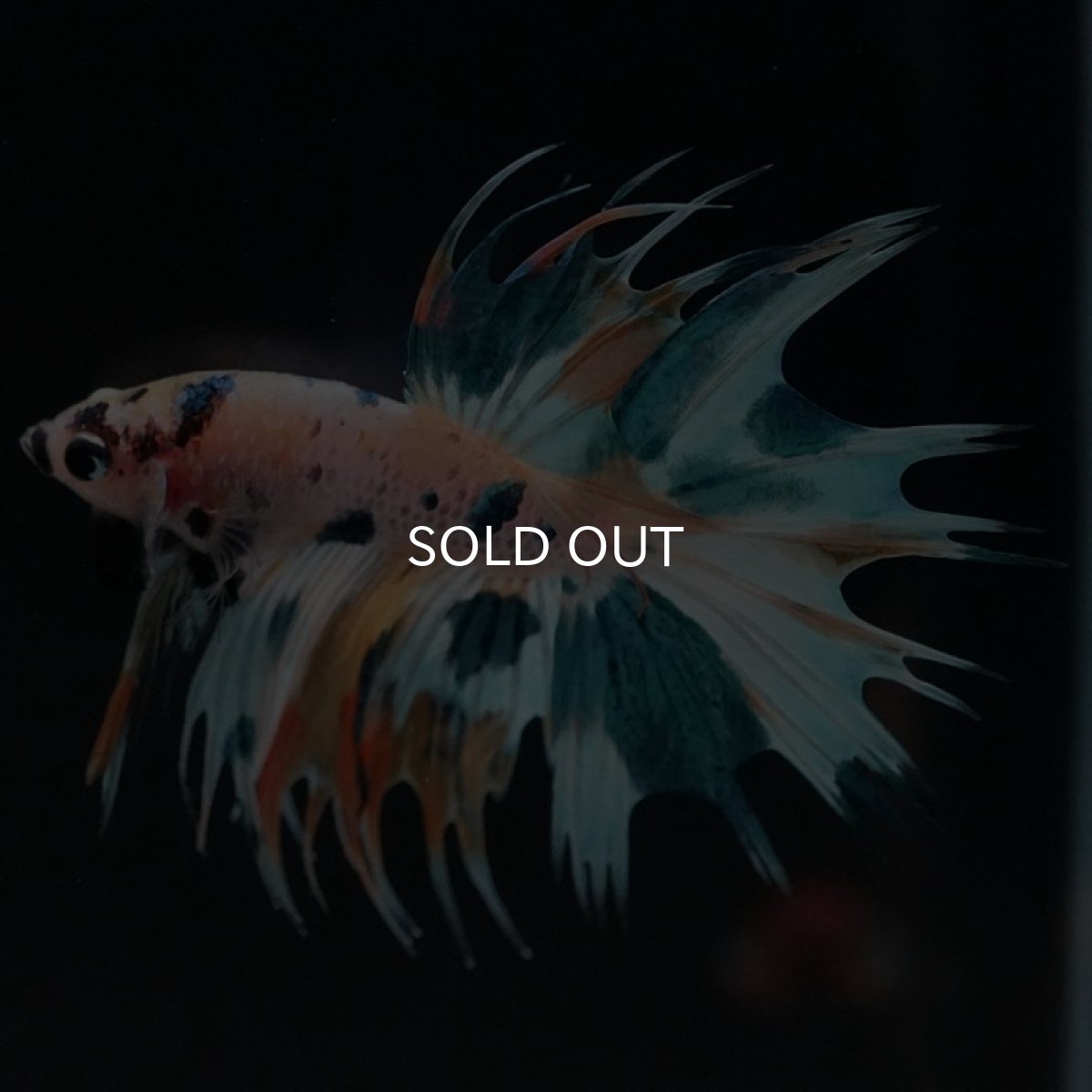 画像7: CT ホワイトファンシー (7)