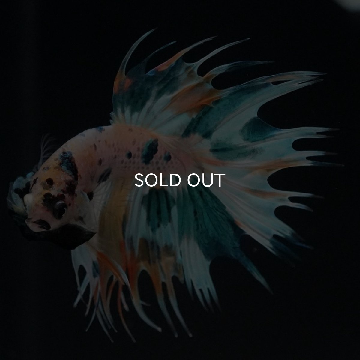 画像5: CT ホワイトファンシー (5)