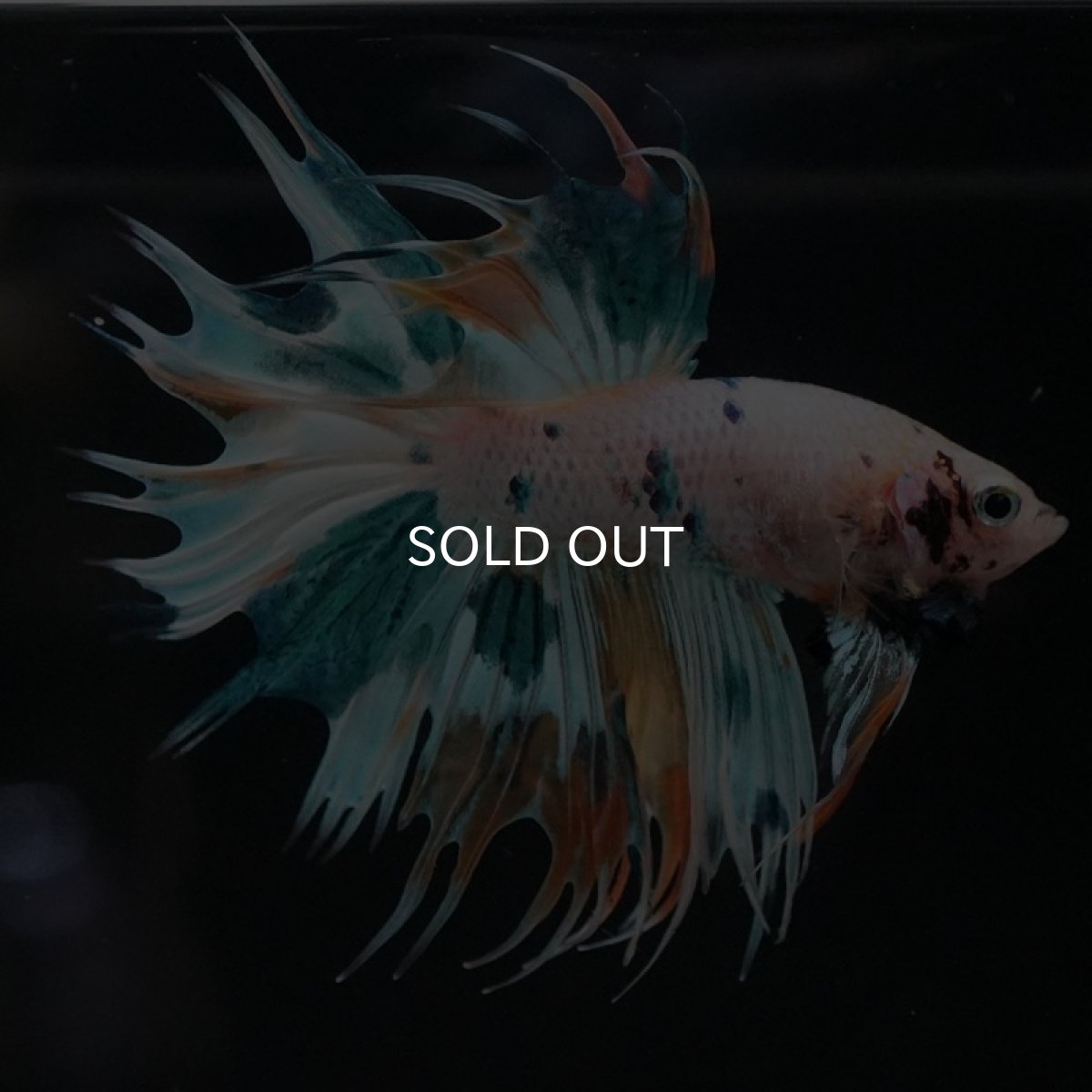 画像4: CT ホワイトファンシー (4)