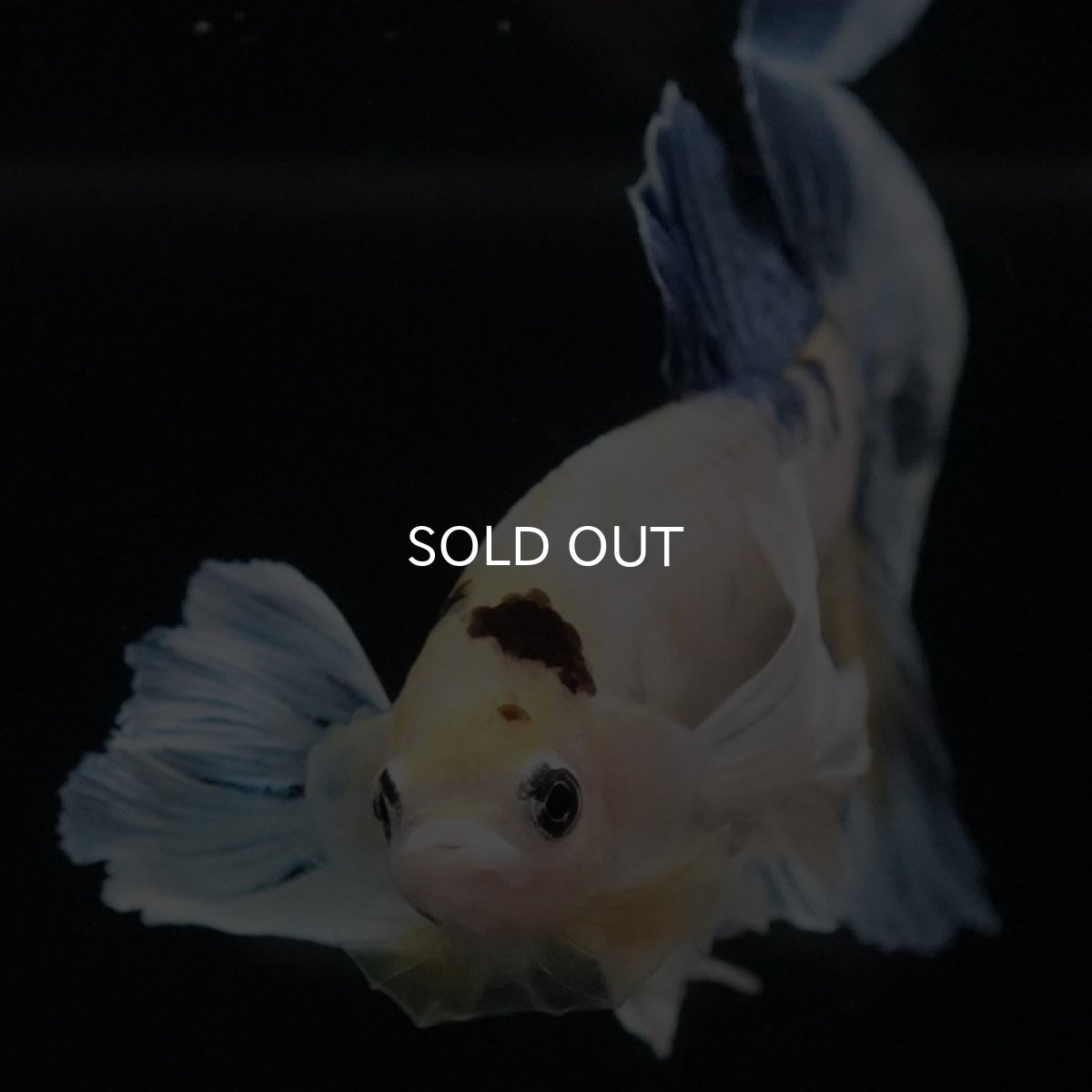 画像3: HMPKダンボ ファンシー (3)