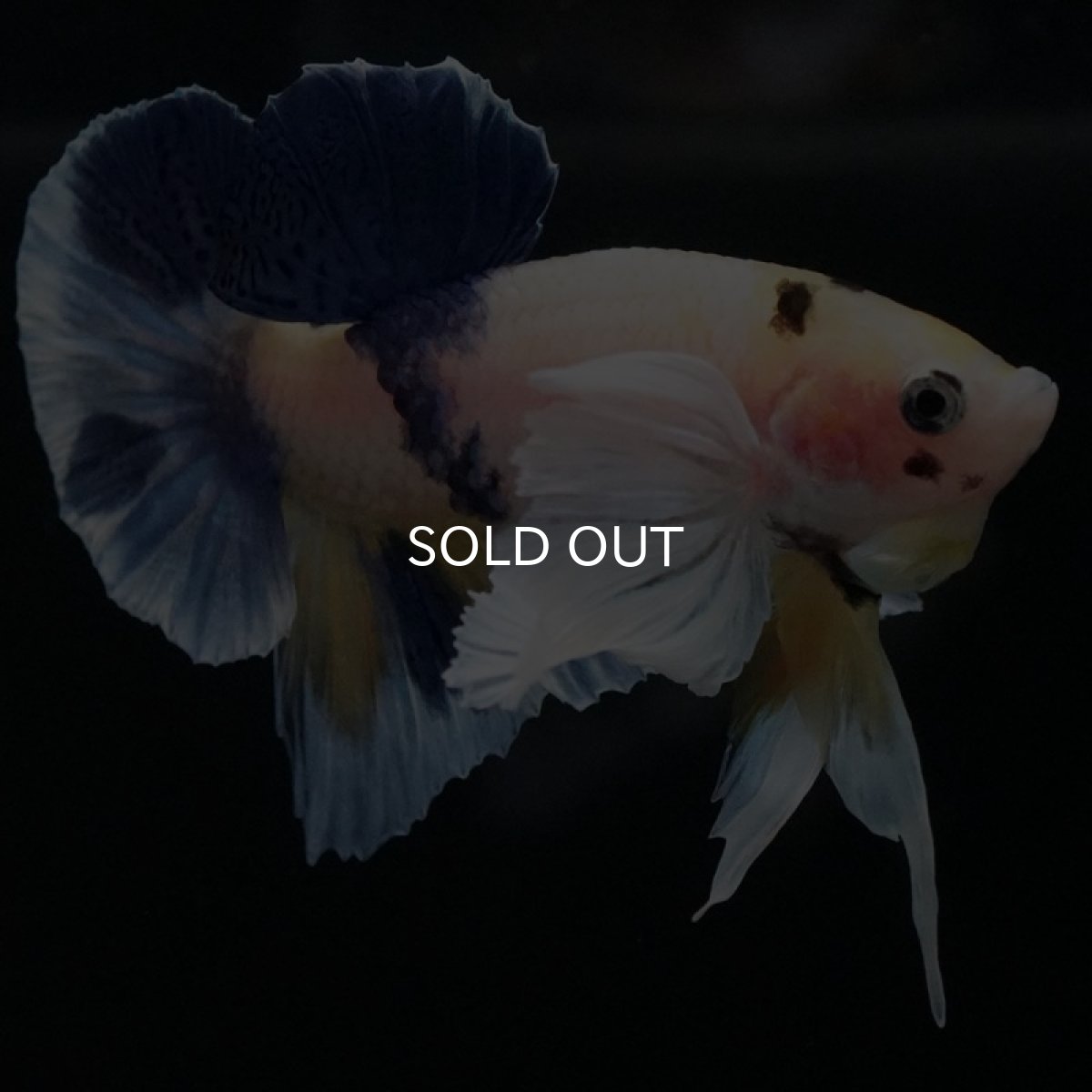 画像6: HMPKダンボ ファンシー (6)