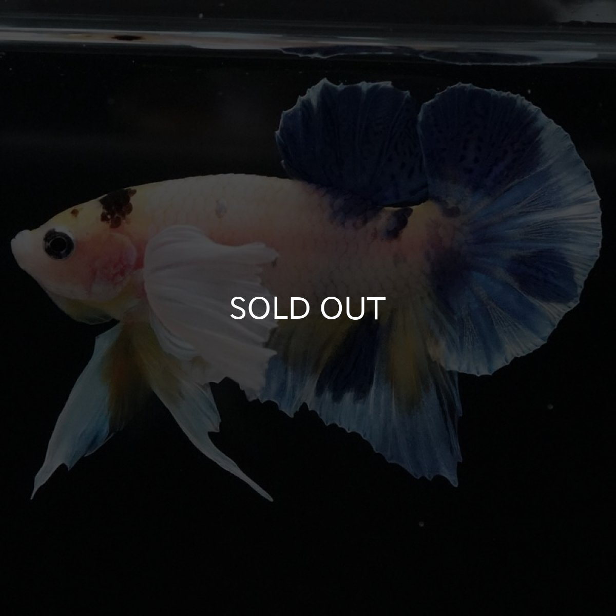 画像2: HMPKダンボ ファンシー (2)