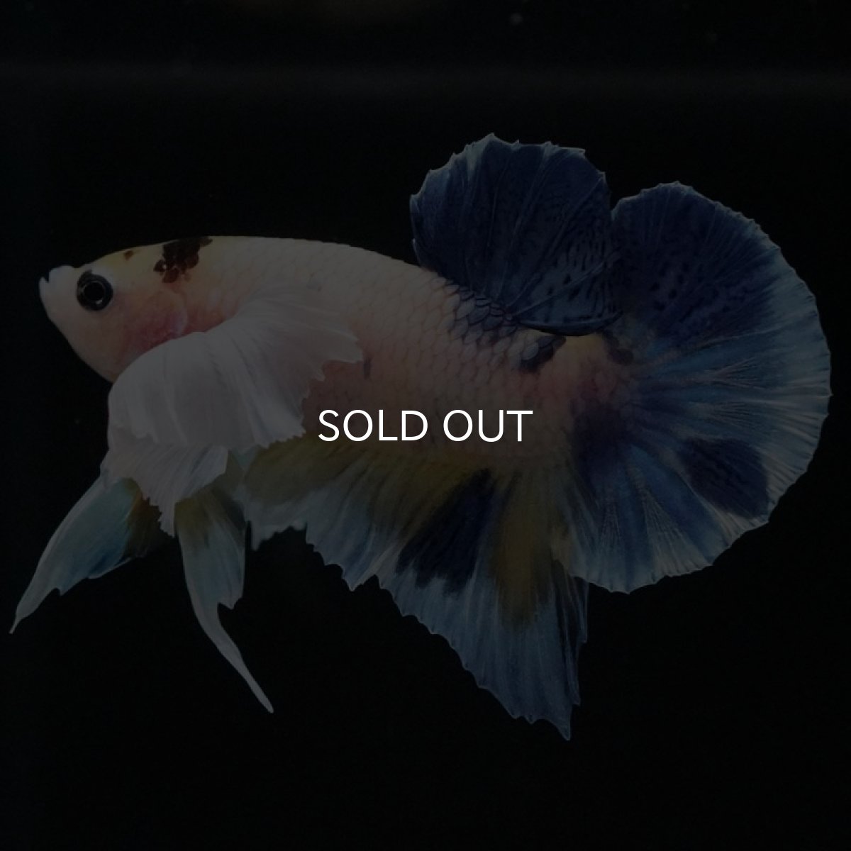 画像7: HMPKダンボ ファンシー (7)