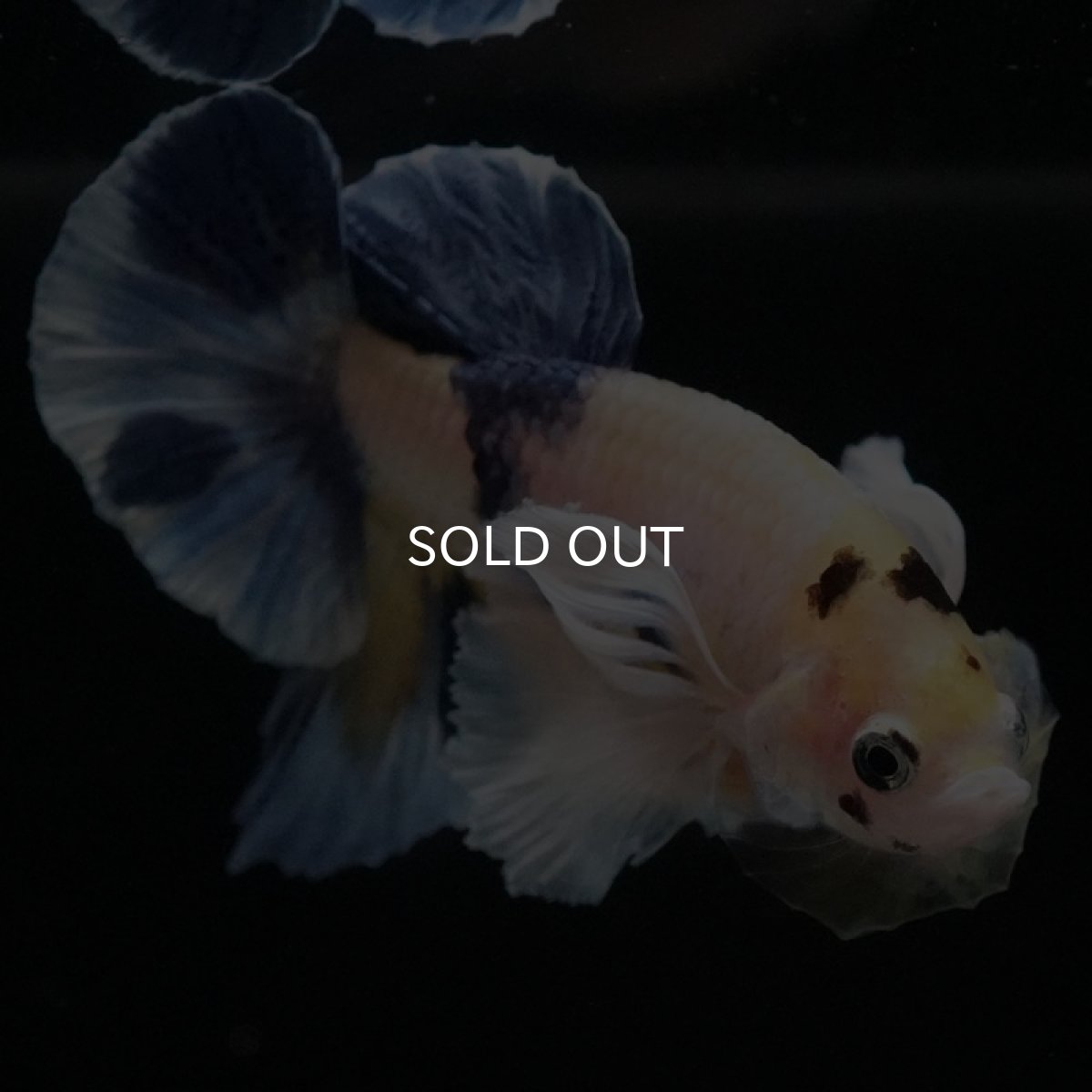 画像4: HMPKダンボ ファンシー (4)