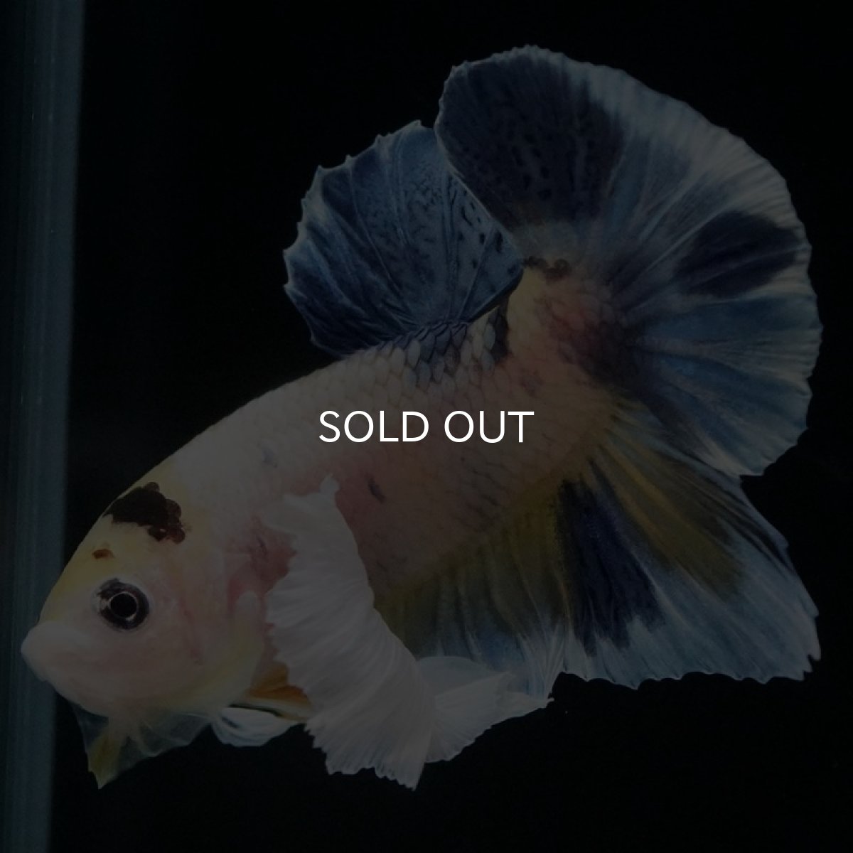 画像9: HMPKダンボ ファンシー (9)