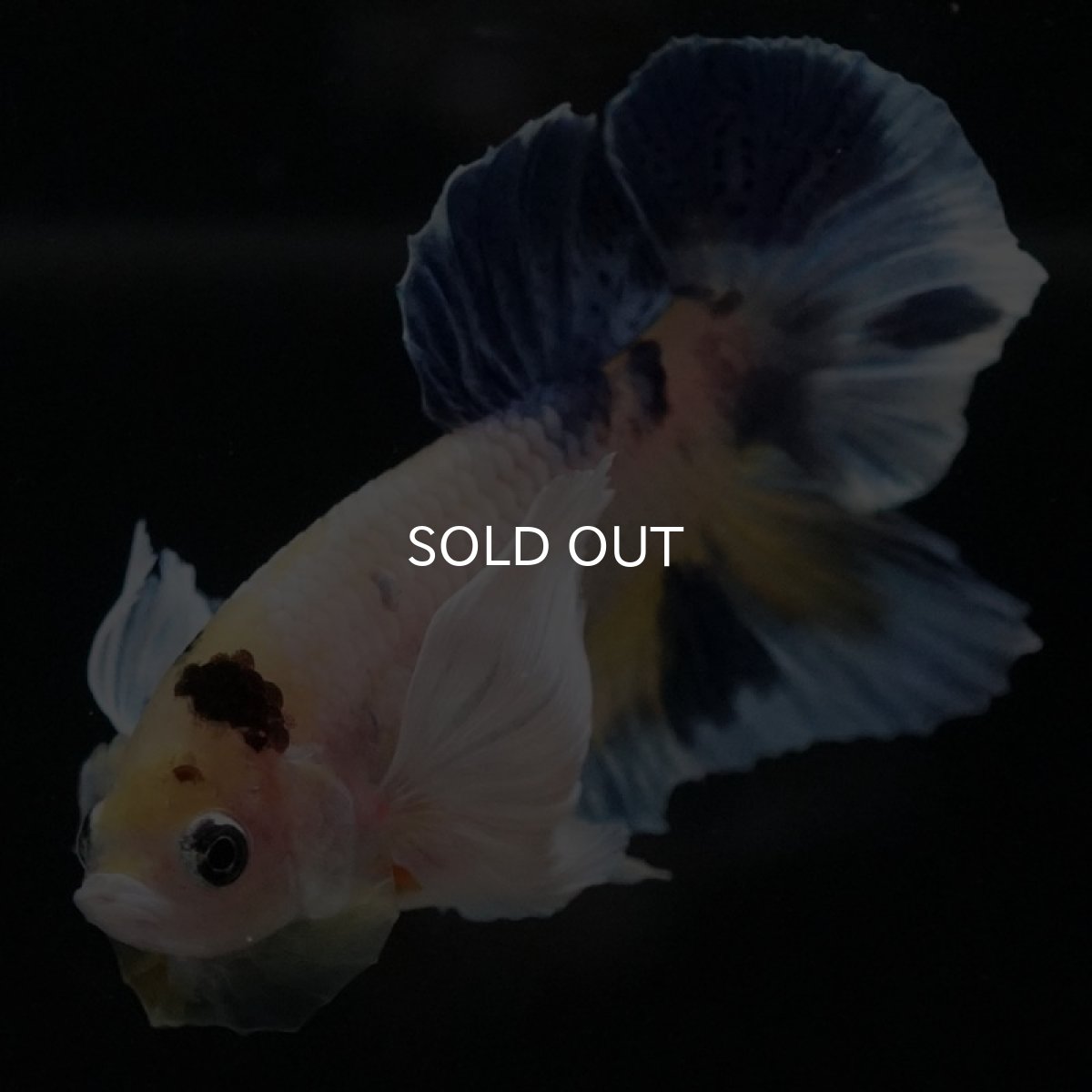 画像8: HMPKダンボ ファンシー (8)