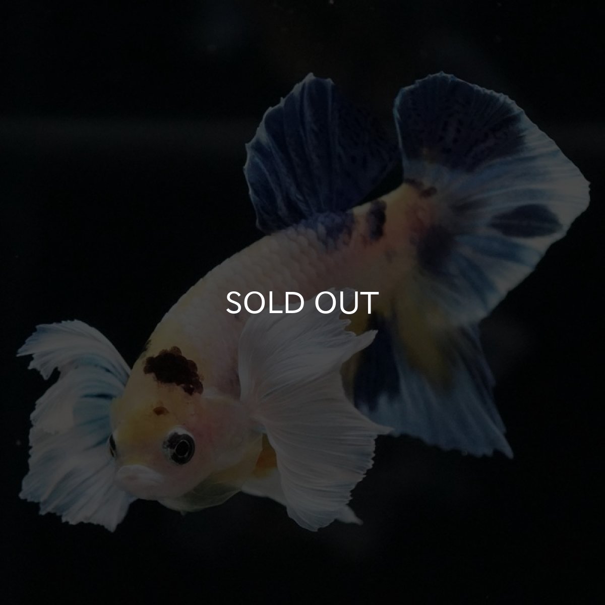 画像5: HMPKダンボ ファンシー (5)