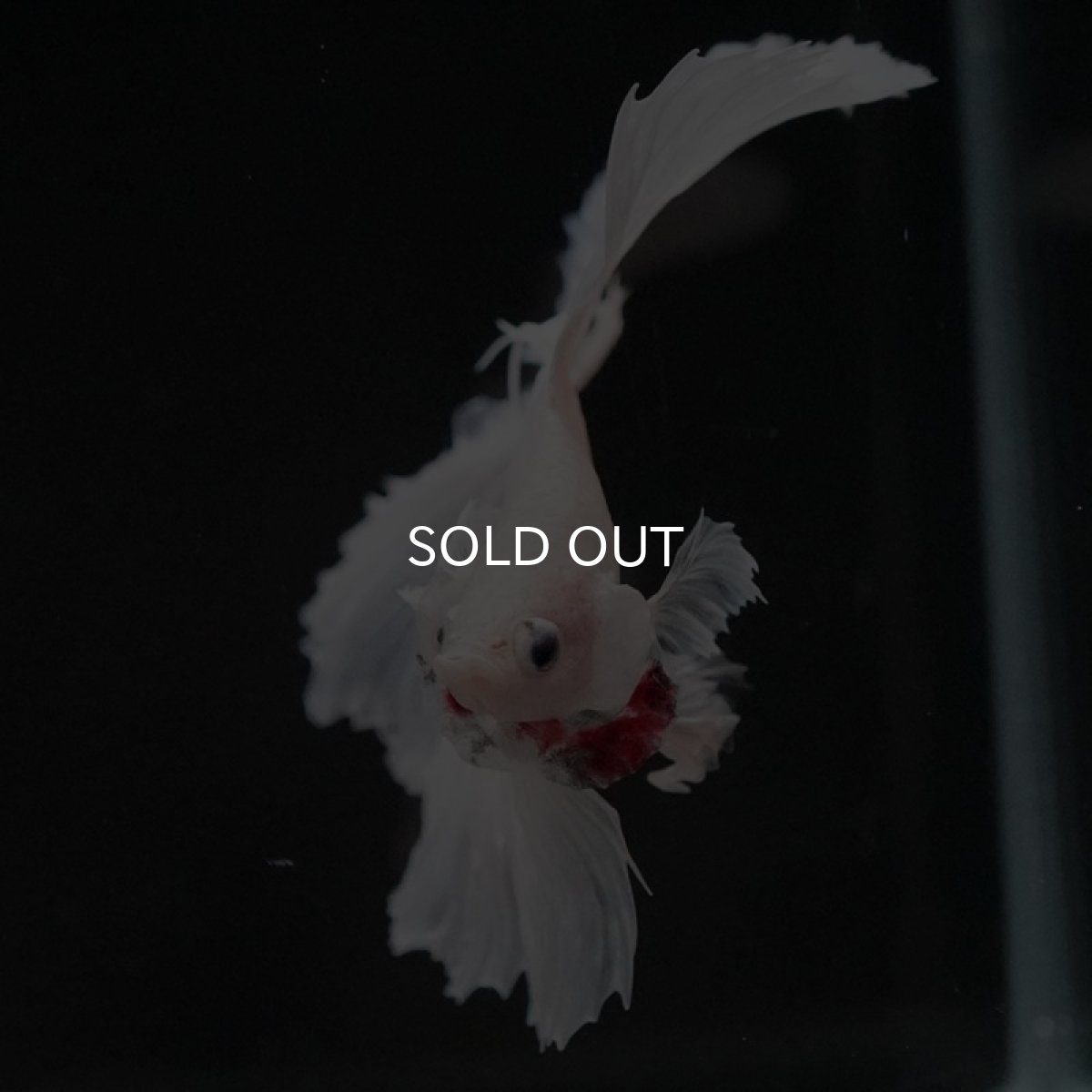 画像14: FM　ホワイト (14)