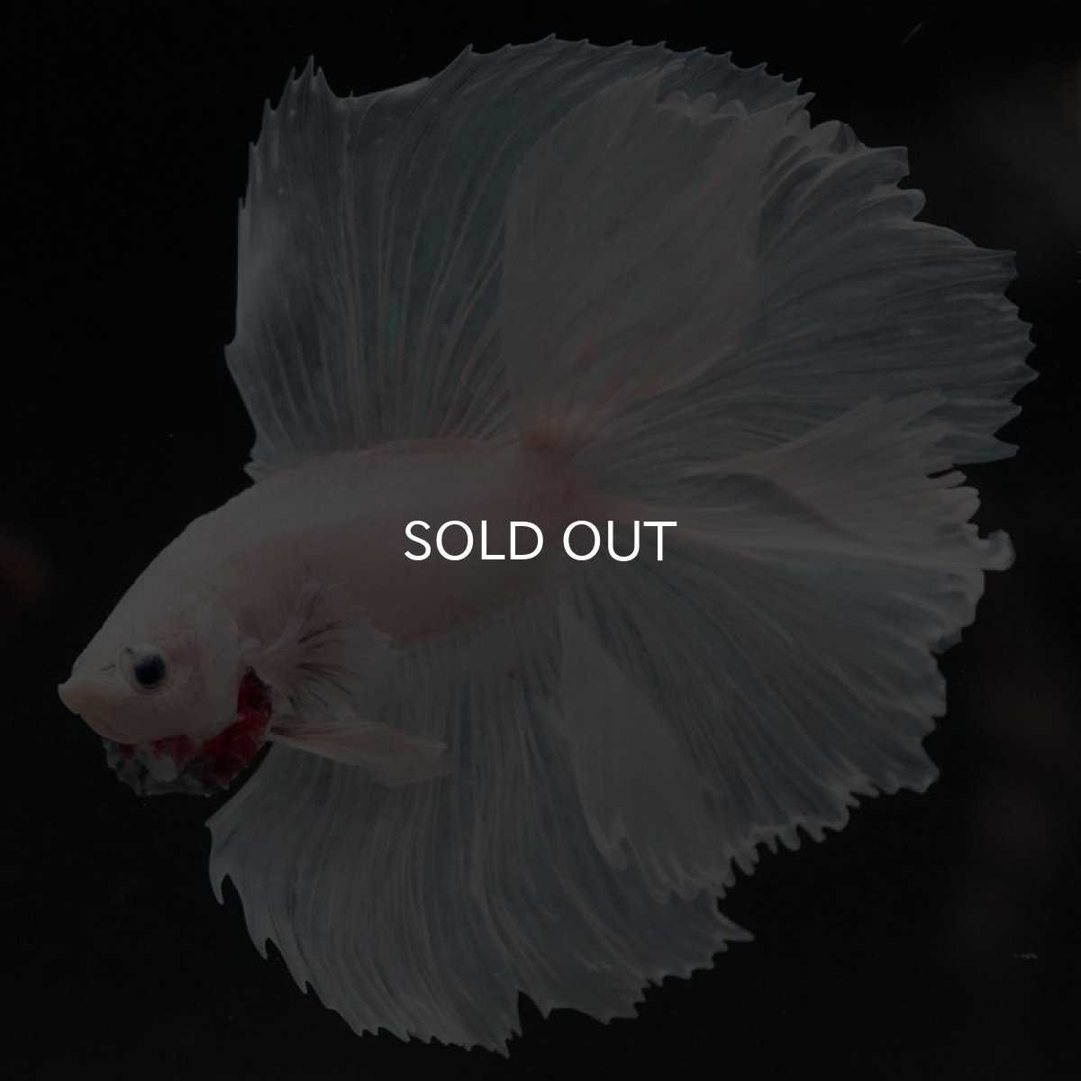 画像4: FM　ホワイト (4)