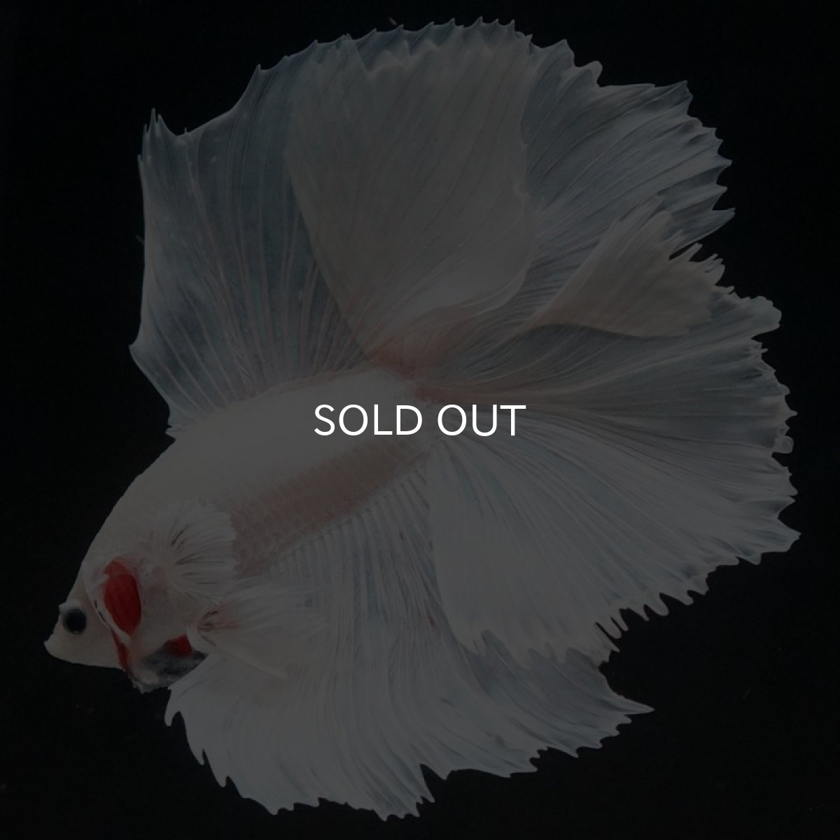 画像8: FM　ホワイト (8)