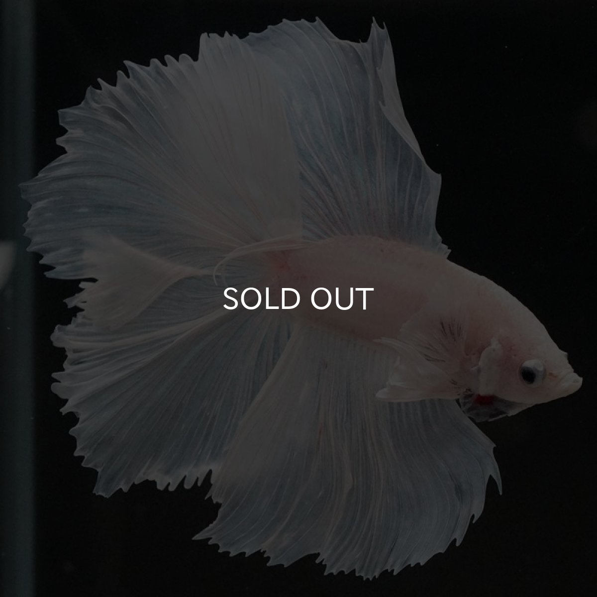 画像7: FM　ホワイト (7)