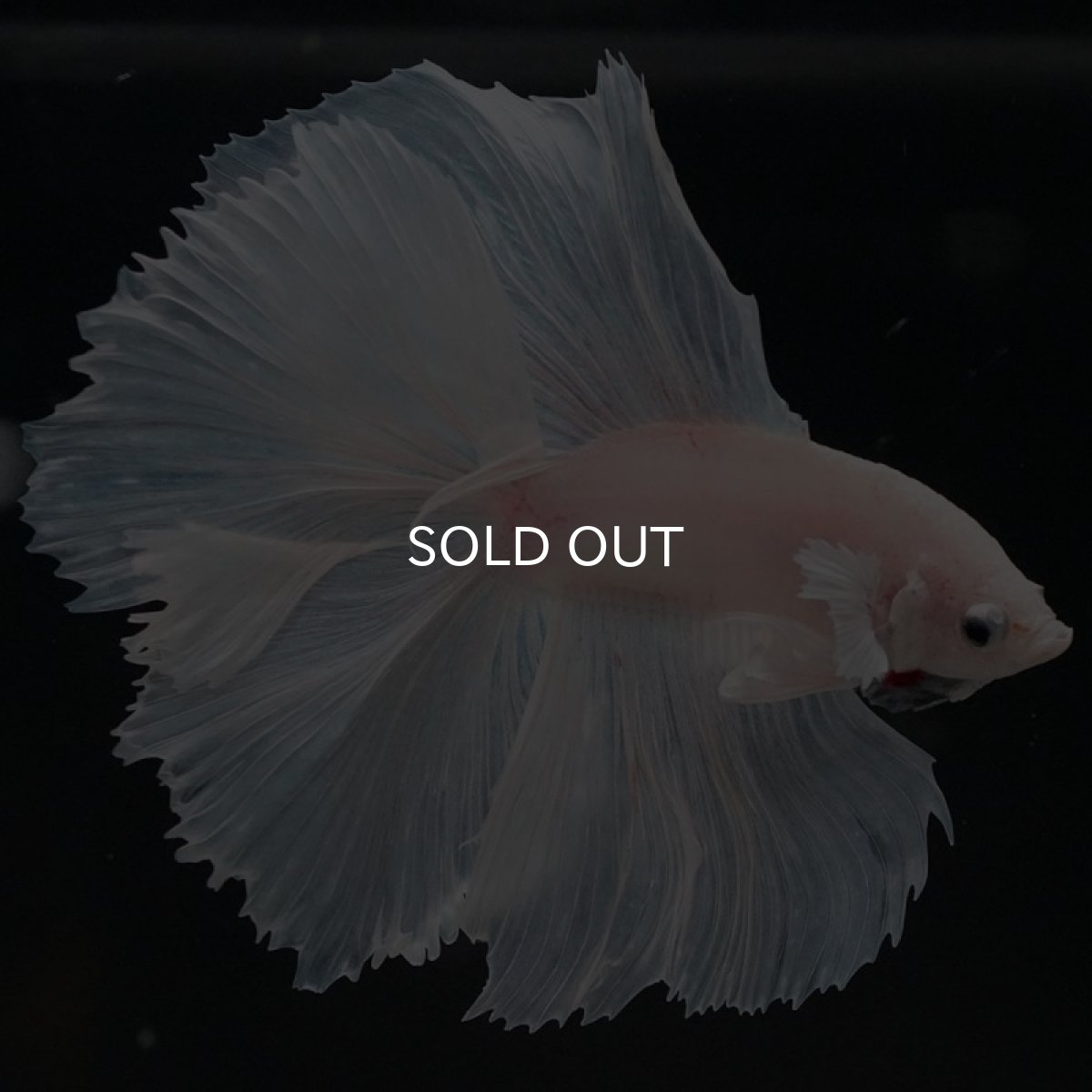 画像5: FM　ホワイト (5)