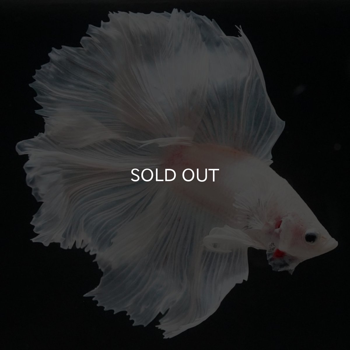 画像2: FM　ホワイト (2)