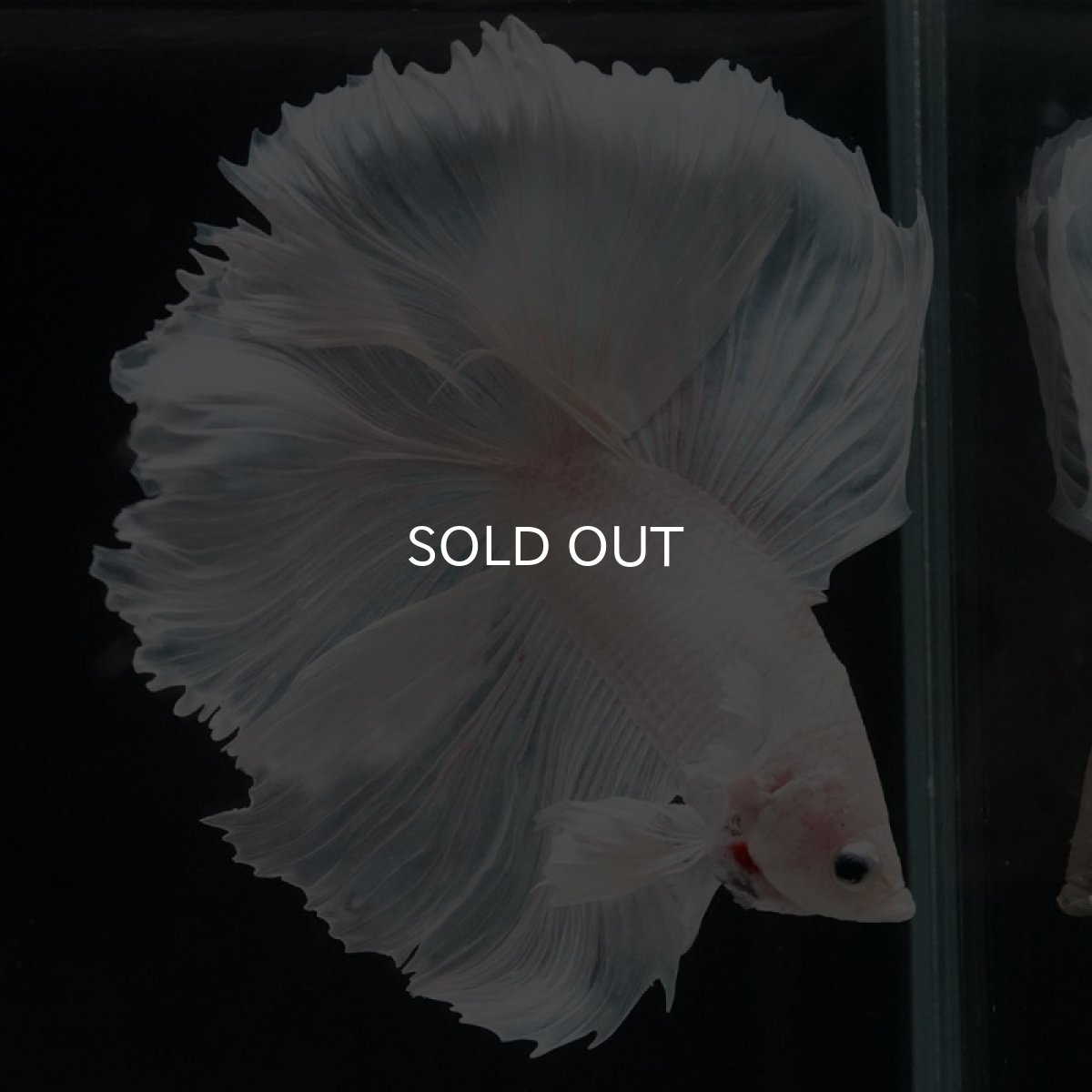 画像13: FM　ホワイト (13)